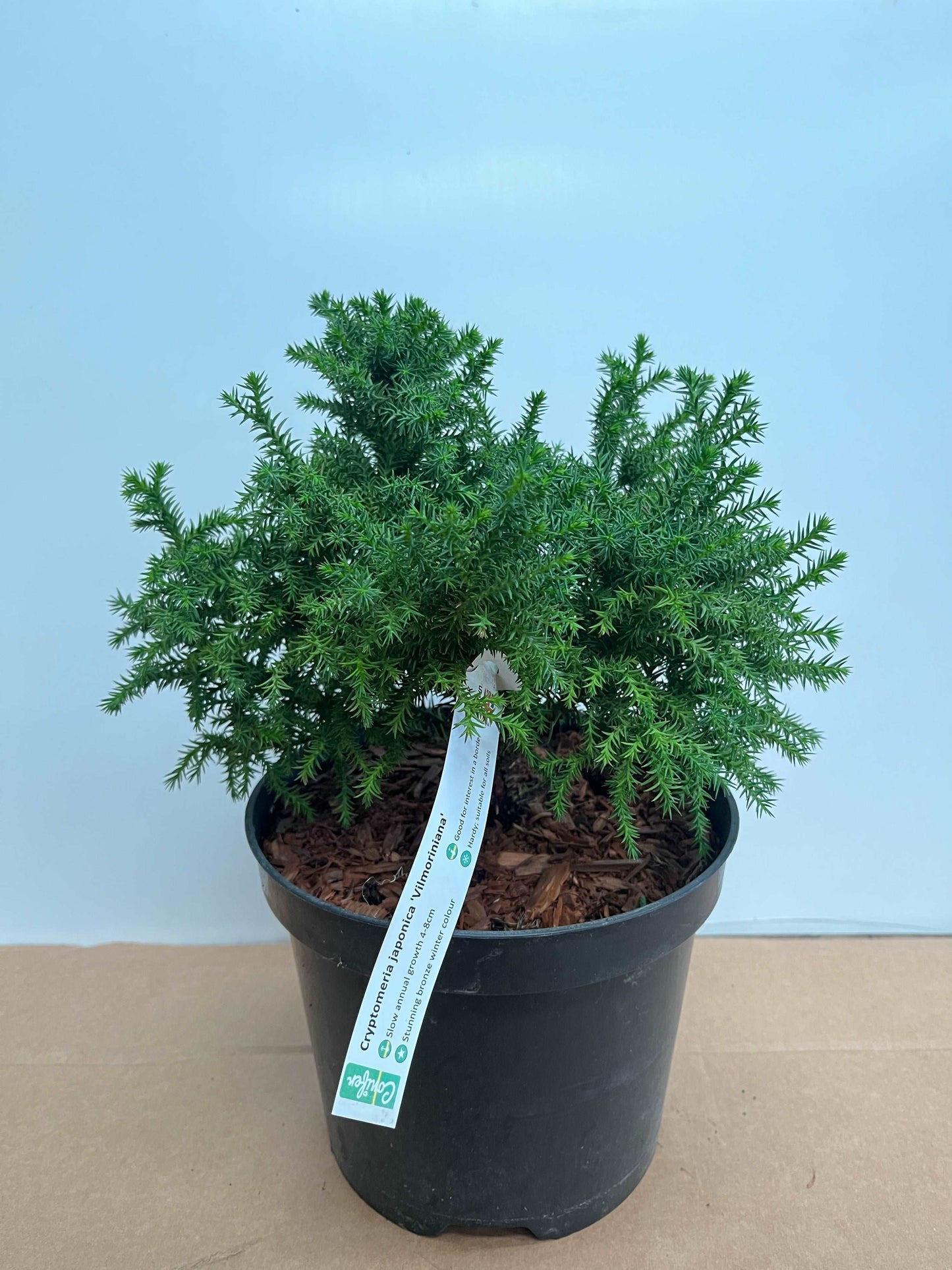 A Cryptomeria japonica Vilmoriniana in a black pot, showcasing its small, dense green foliage and white label on a cardboard surface, promises its unique bronze winter color as the seasons change.