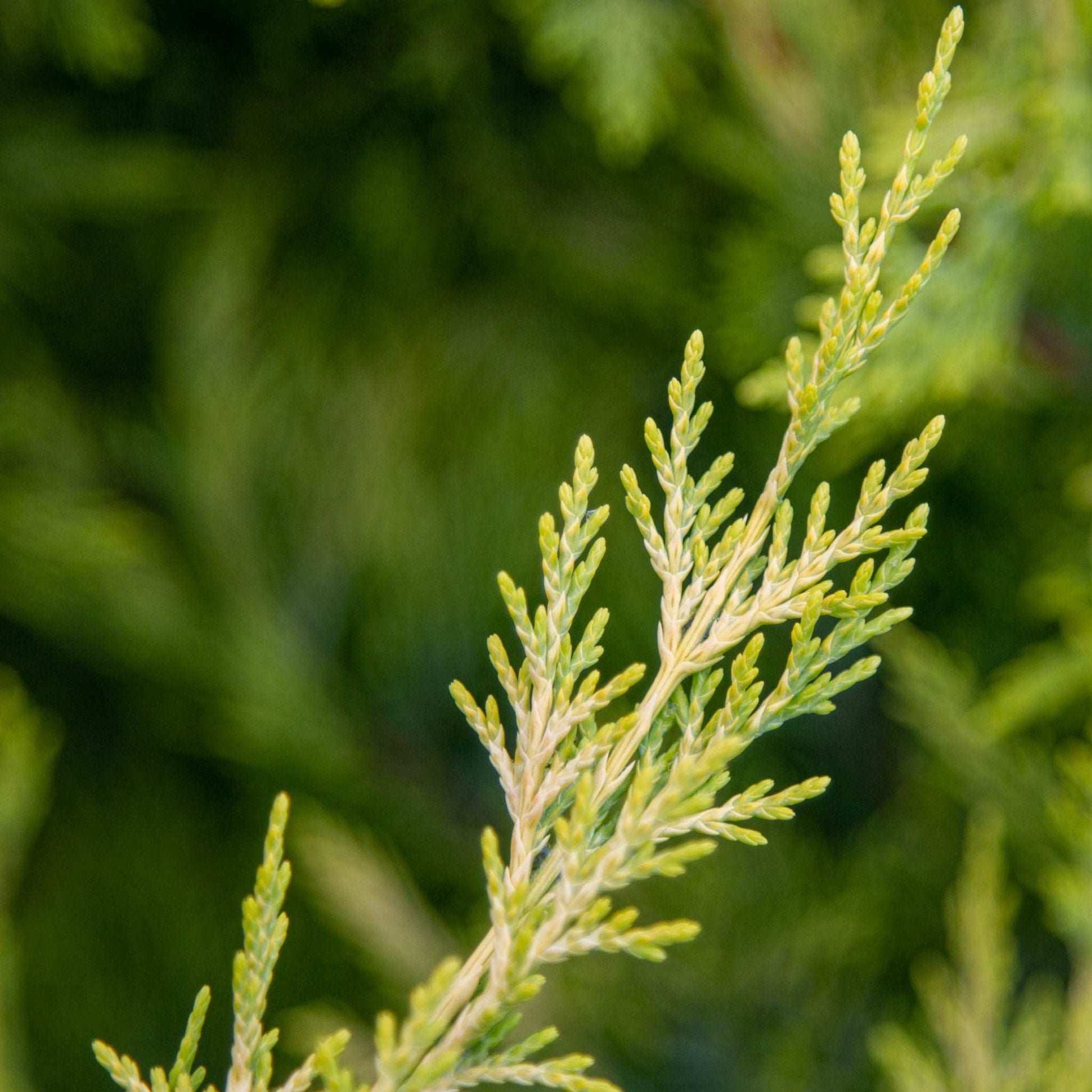 Close-up of a green Cupressocyparis x leylandii Gold Rider branch with small needles, highlighting the lush texture of this fast-growing, evergreen conifer against a blurred green background.