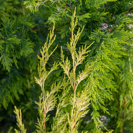 Cupressocyparis x leylandii Gold Rider - Gold Leylandii