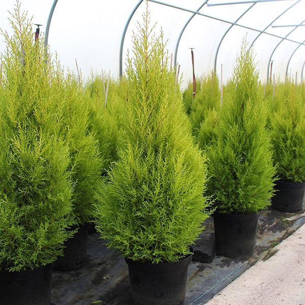 Cupressus Goldcrest Wilma, known for its striking golden-yellow foliage, is arranged in rows inside a greenhouse.