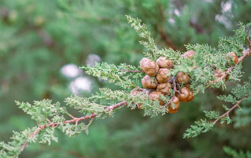 Cupressus: Elegant Evergreens for Vertical Interest.