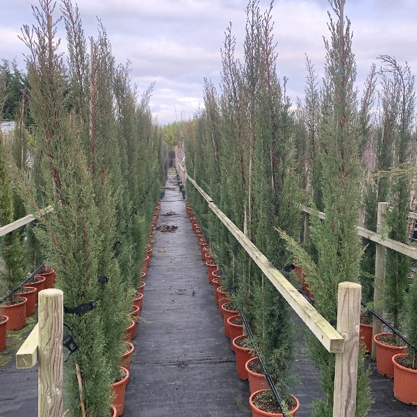 Rows of tall potted trees, including the stately Cupressus sempervirens, line a pathway in the outdoor garden center under a cloudy sky, showcasing the beauty of architectural planting.