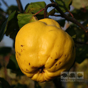 Close-up of a ripe yellow quince from a Cydonia Champion - Quince Tree hanging on a branch, with green leaves in the background, highlighting its unique pear-shaped form.