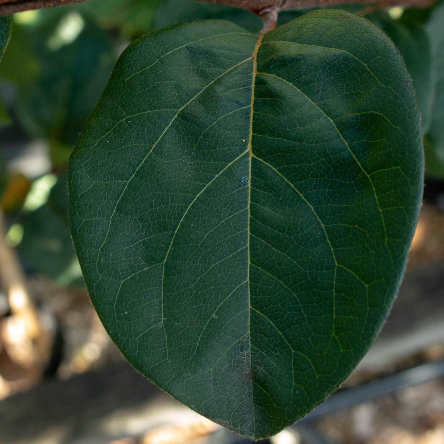 Close-up of a single green leaf with visible veins, highlighting the vibrant life of a Cydonia Meeches Prolific Quince Tree, known for its fragrant fruits.