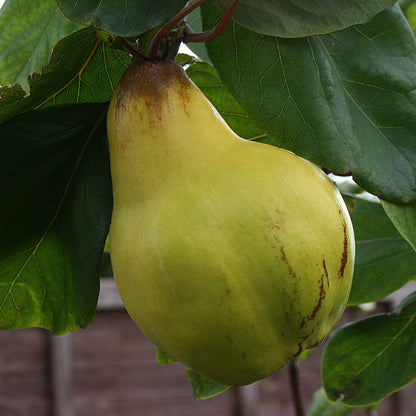 A large, green, pear-shaped quince hangs from a Cydonia Meeches Prolific tree branch, set against green leaves in the background.