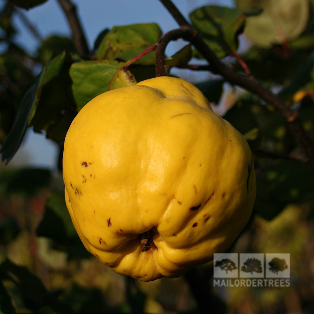 A Cydonia Portugal quince, ripe and yellow with brown blemishes, dangles from a leafy branch, exhibiting its ornamental beauty.