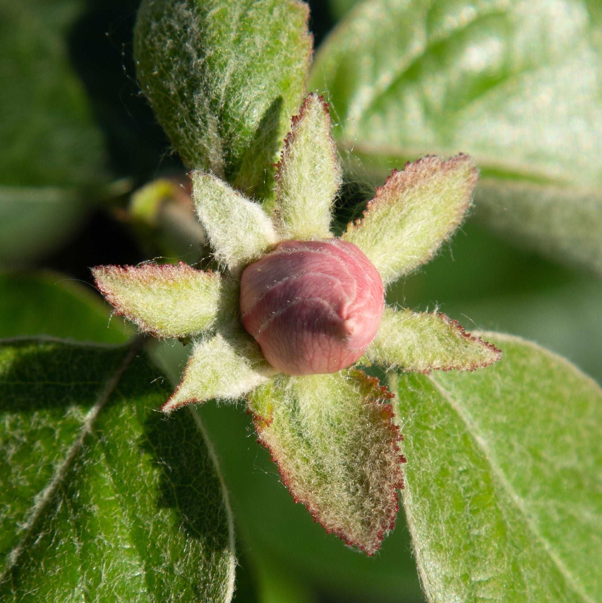 Close-up of a fuzzy, pink flower bud sprouting from the Cydonia Serbian Gold - Serbian Gold Quince Tree, with lush green leaves surrounding it.