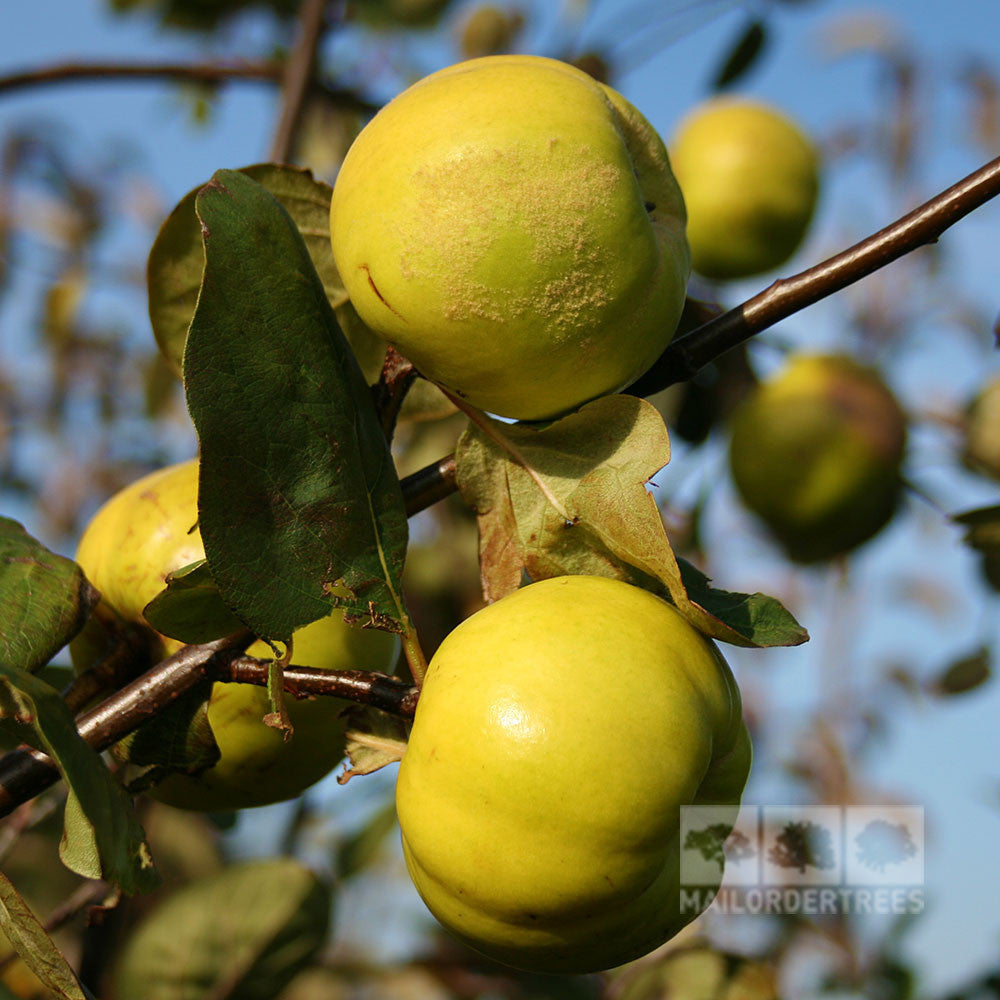 Green apples and the Cydonia Serbian Gold Quince dangle from a tree branch, their vibrant colors framed by lush leaves.