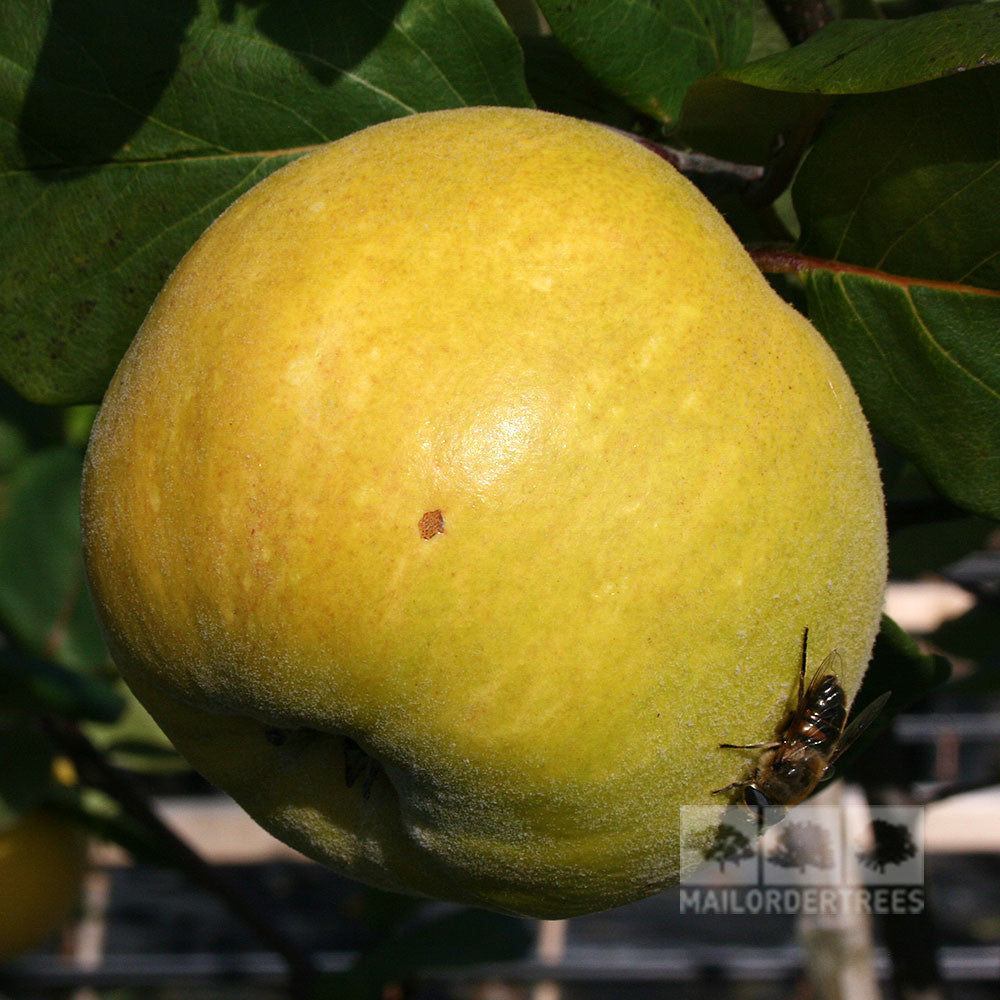 A large yellow fruit from the Cydonia Serbian Gold tree, with a small blemish, hangs on a branch. A fly rests quietly on this quince, ideal for quince marmalade.