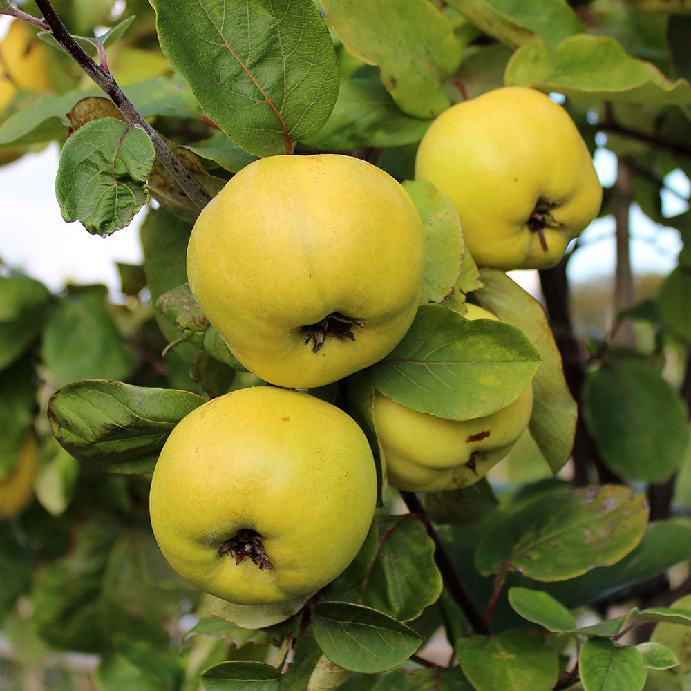 Four yellow quinces of the Cydonia Serbian Gold variety hang from a tree, surrounded by vibrant green leaves.