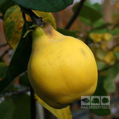 A ripe golden quince, pear-shaped and surrounded by lush green leaves, hangs from a branch. The Mail Order Trees logo appears in the lower right corner, emphasizing the ornamental features of the stunning Cydonia Vranja - Vranja Quince Tree.