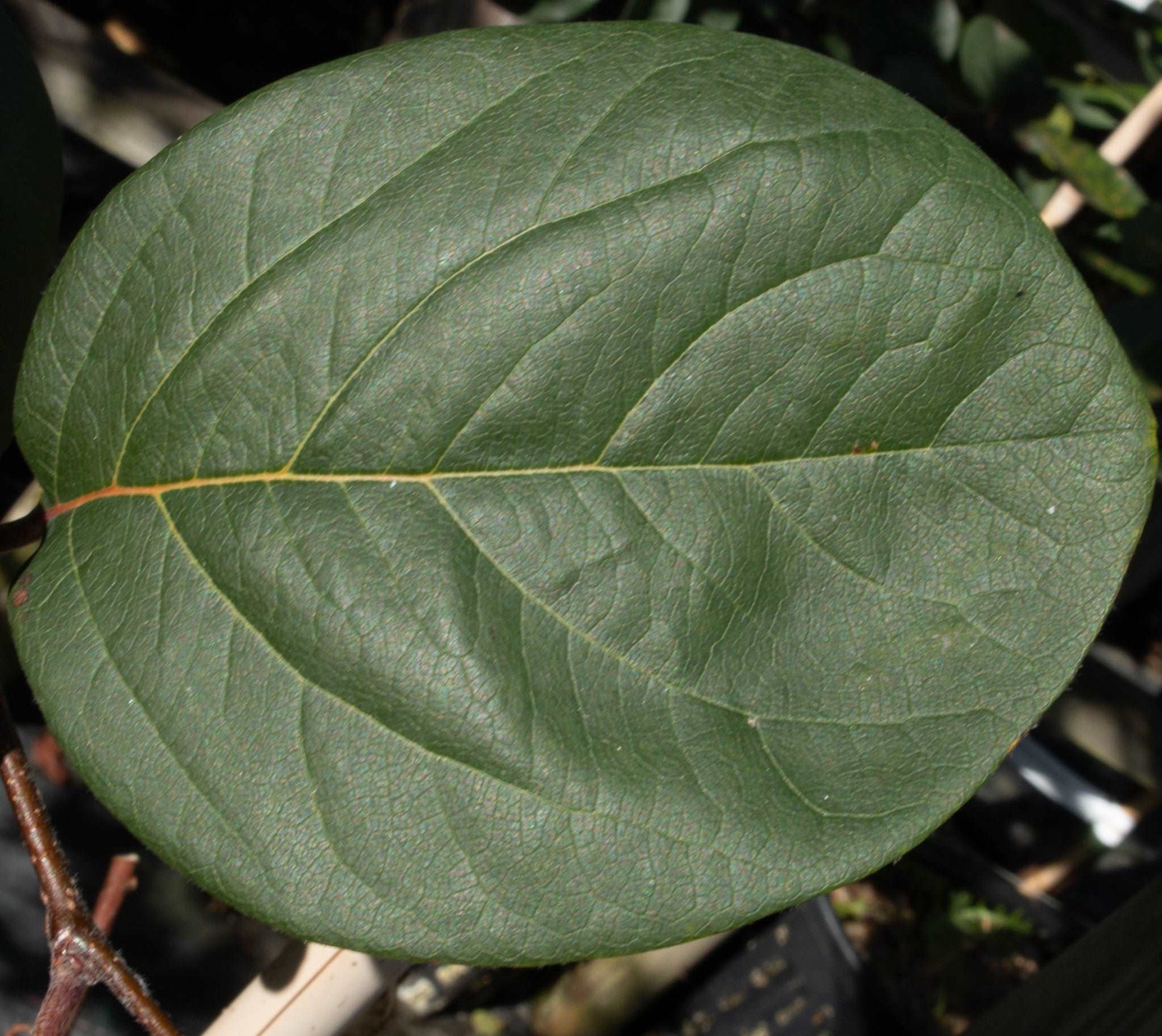 A close-up image of a Cydonia Vranja leaf displays the prominent veins and smooth texture, hinting at the ornamental features of the Vranja Quince Tree.