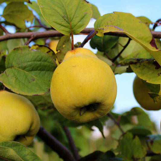 A ripe, golden quince hangs from a Cydonia Vranja - Vranja Quince Tree branch, contrasting beautifully against the clear blue sky with its pear shape and green leaves.