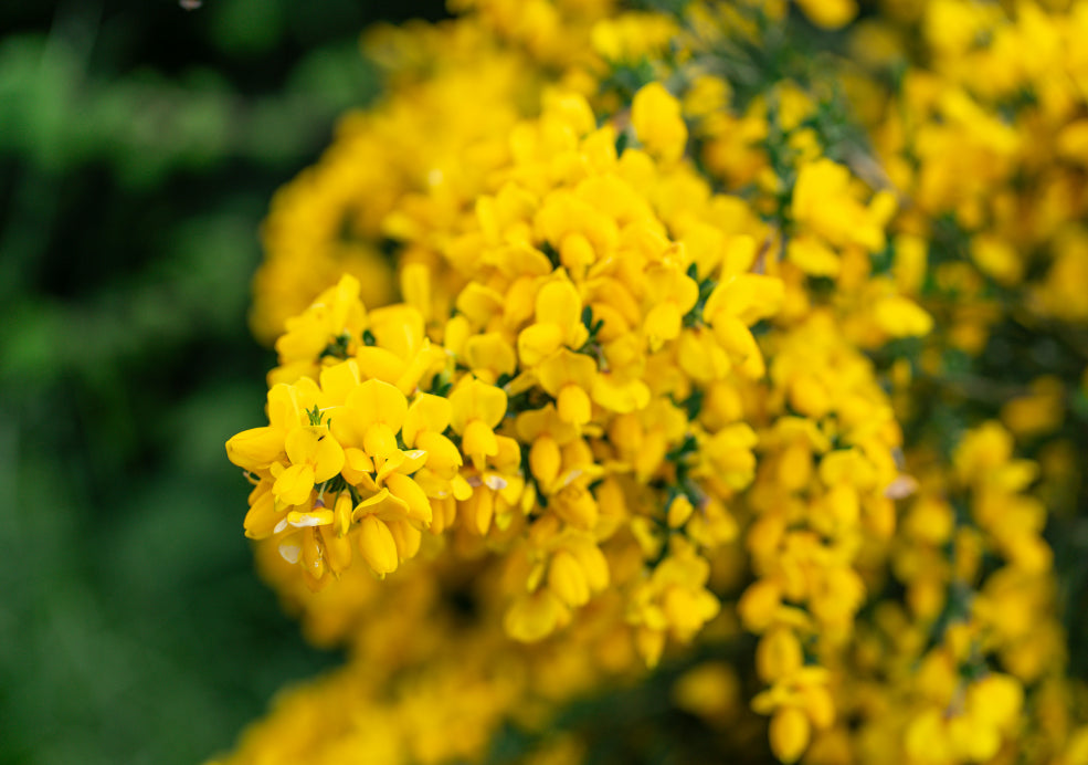 Cytisus: A Burst of Colour and Scent in Spring.