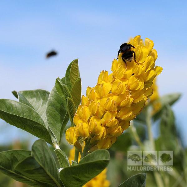 A bee lands on a fragrant bloom of the Cytisus battandieri, also known as the Pineapple Broom Tree, set amidst lush green foliage and a backdrop of clear blue sky in a sensory garden.