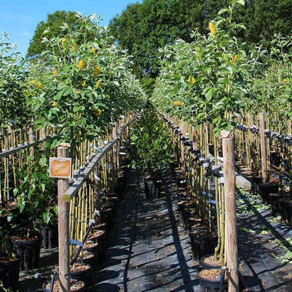 Rows of young potted Cytisus battandieri, commonly referred to as Pineapple Broom trees and celebrated for their fragrant yellow flowers, line the outdoor nursery. Wooden stakes provide support on this sunny day, fostering a nurturing environment reminiscent of a sensory garden.