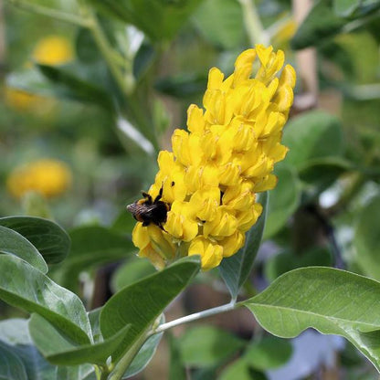 A bee on a vibrant, scented yellow blossom of the Cytisus battandieri, also known as the Pineapple Broom Tree, surrounded by green leaves in a sensory garden.