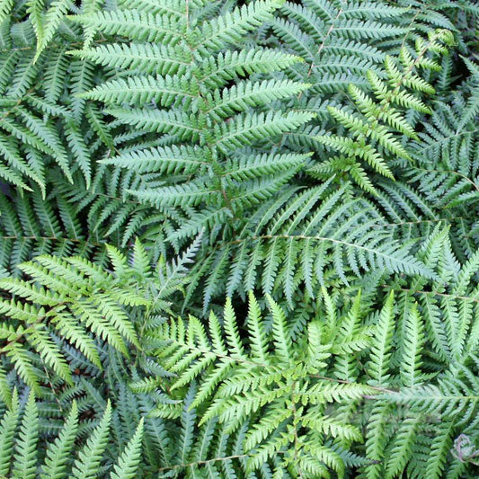 Dicksonia antarctica - Foliage