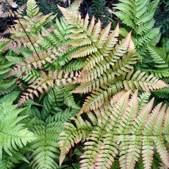 Dryopteris erythrosora - Buckler Fern