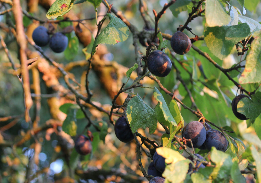 Damson Trees: A British Favourite with Rustic Charm.