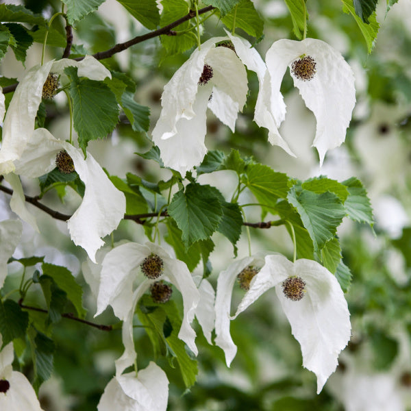 The Davidia involucrata Columnar, also known as the Handkerchief Tree or Dove Tree, features large, delicate flowers that hang from branches adorned with green leaves.