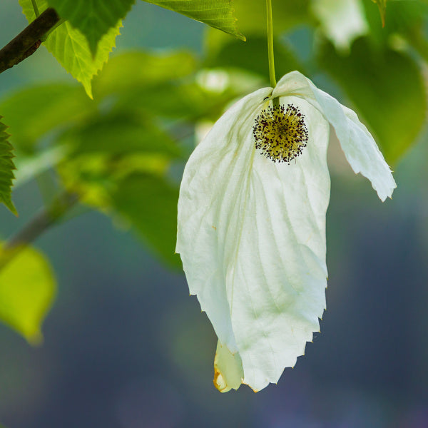 Close-up of a single white handkerchief flower from the Davidia involucrata Columnar - Handkerchief Tree/ Dove Tree, hanging from a tree branch against a blurred leafy background.