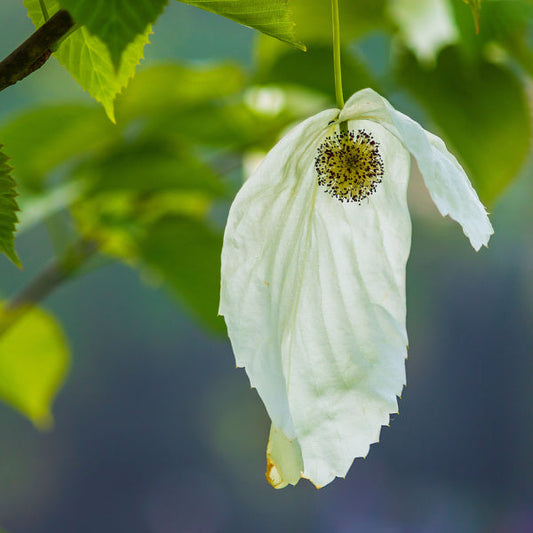 Davidia involucrata Columnar - Handkerchief Tree/ Dove Tree