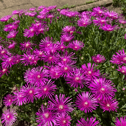 Delosperma Cooperi