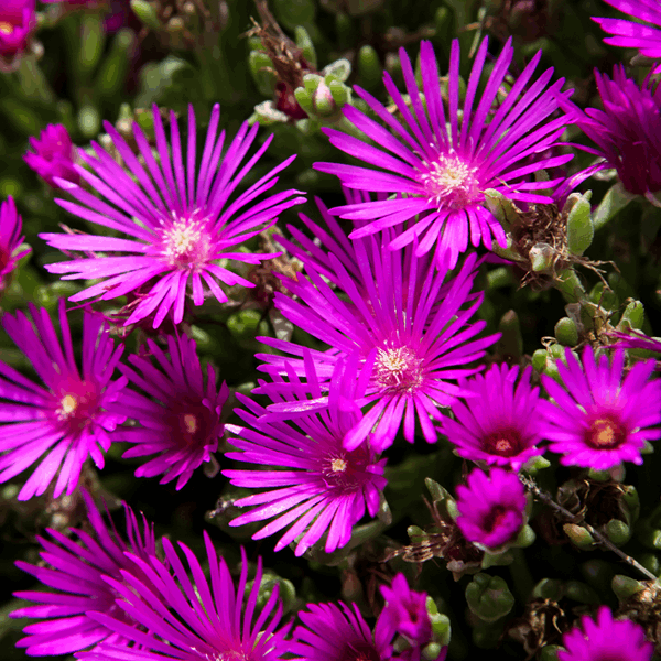 Delosperma Cooperi