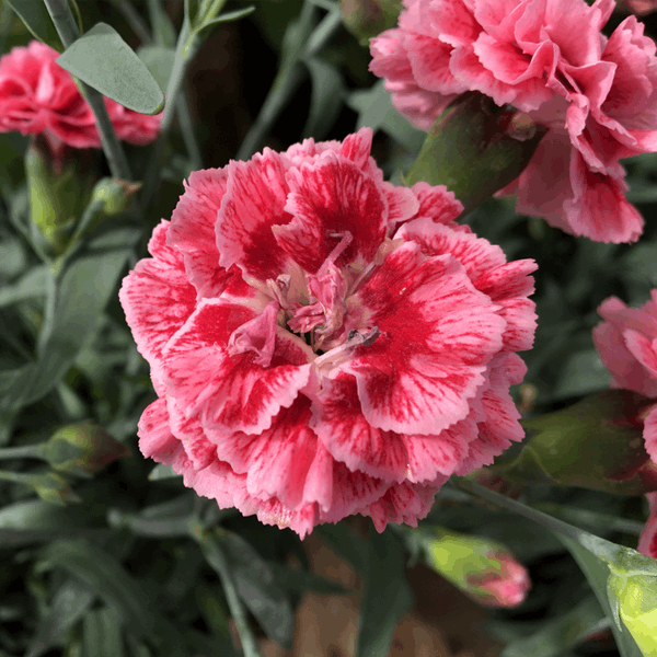 Dianthus Sugar Plum