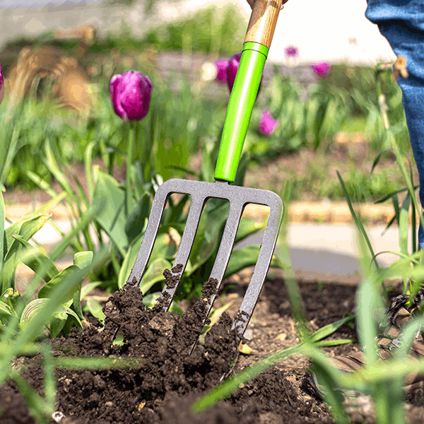 Using a Digging Fork - Carbon Steel with an ergonomic D-shaped handle, a person digs soil in a garden adorned with purple tulips.