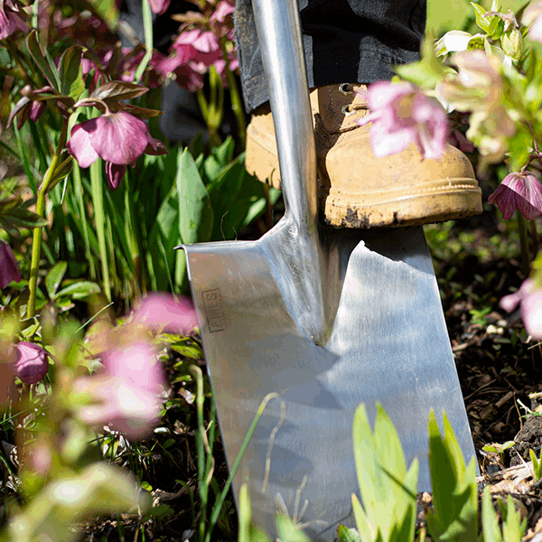 A person wearing boots steps on a Digging Spade - Stainless Steel in a garden filled with pink flowers, taking care of essential garden maintenance tasks.