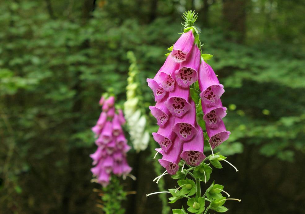 Digitalis: A Towering Beauty with Cottage Garden Charm.