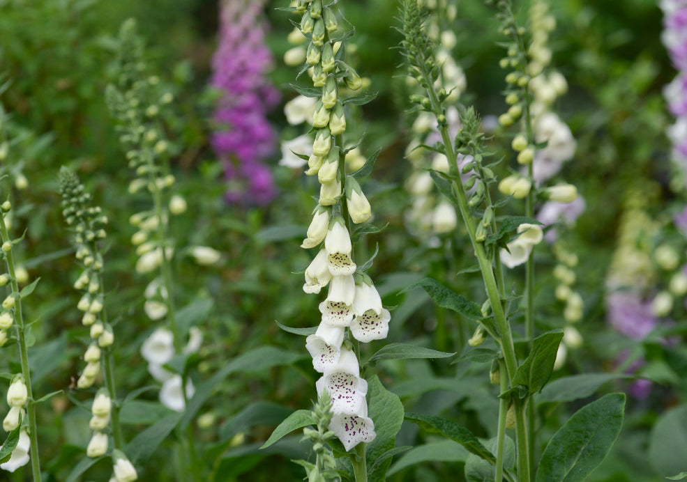 Minimal Care and Abundant Blooms.