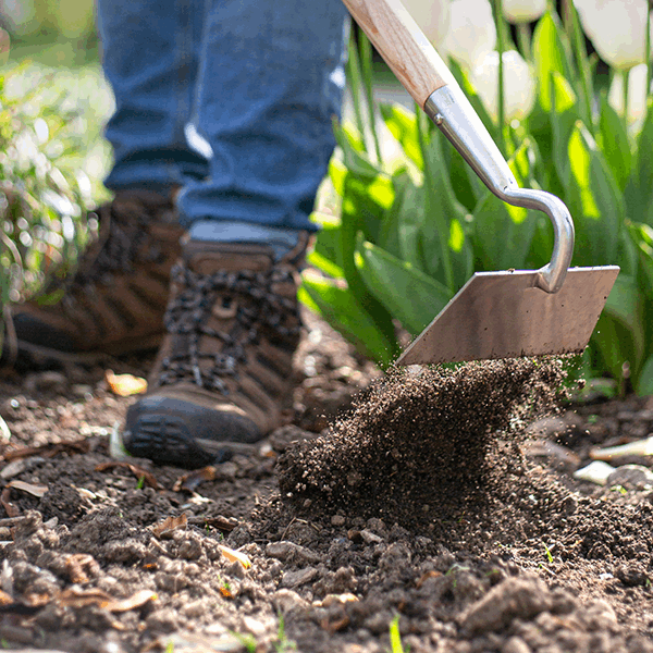 A person wearing boots expertly uses a shovel to dig soil in a garden filled with lush green plants and then seamlessly transitions to the Draw Hoe - Stainless Steel for precise weeding.