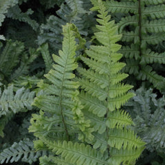 Dryopteris affinis Cristata The King