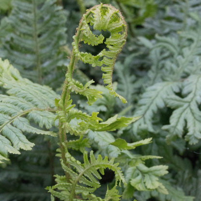 Dryopteris affinis Cristata The King