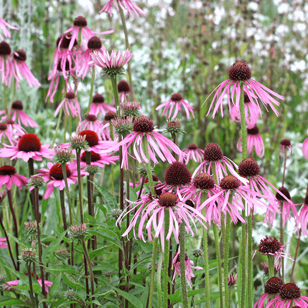 Echinacea pallida, with its drooping petals and dark centres, blooms gracefully in the perennial green garden setting.