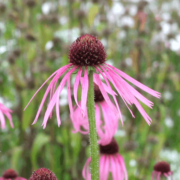 Featuring the Echinacea pallida, this image showcases a close-up of the Pale Purple Coneflower. The plant displays a spiky brown centre and vibrant pink petals, all set against a softly blurred natural background.