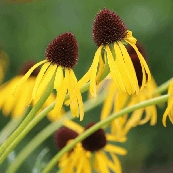 Close-up of perennial Echinacea paradoxa, also known as Yellow Coneflowers, featuring drooping petals and dark brown centres against a softly blurred green backdrop.