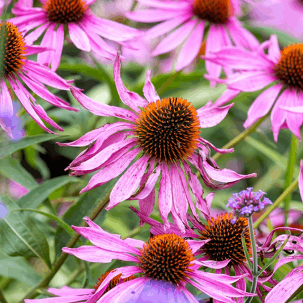 In a vibrant garden setting, the Echinacea purpurea showcases its pink blossoms with spiky orange centres, drawing in pollinators.