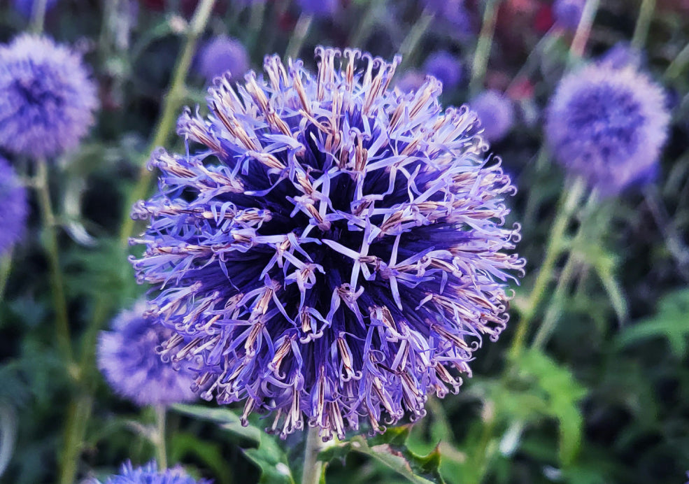 Echinops: A Bold Statement with Unique Form.