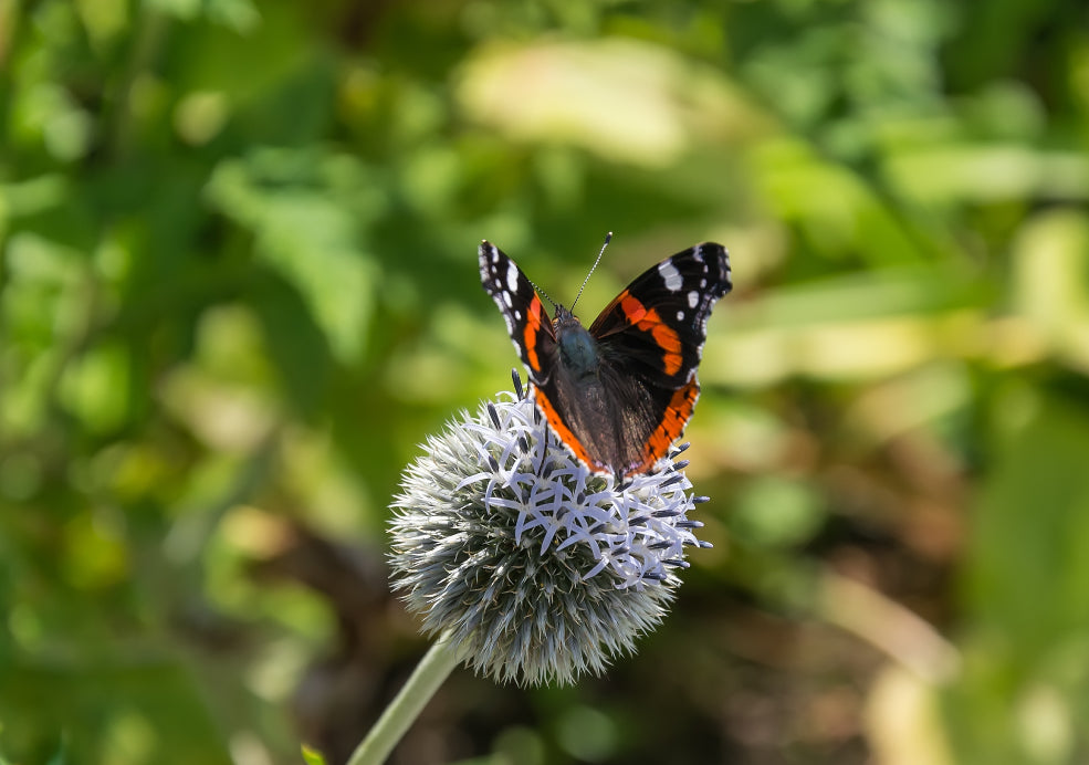 A Haven for Pollinators and Winter Interest.