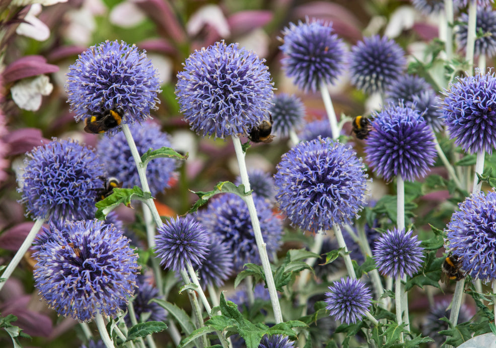 Hardy, Drought-Tolerant, and Ideal for Sunny Spots.