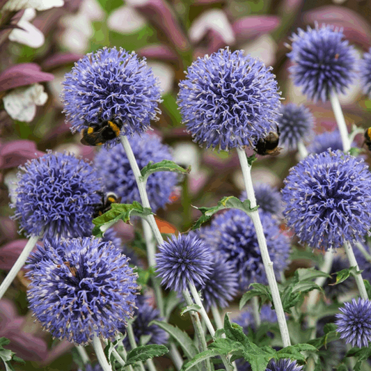 Echinops ritro