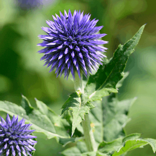 Echinops ritro