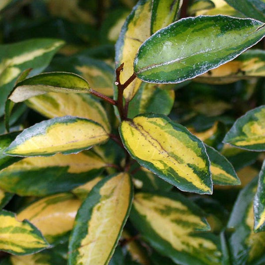 Close-up of Elaeagnus Limelight leaves, featuring green and yellow variegation with a glossy texture and subtle silvery sheen; ideal for an informal hedge that enhances your gardens beauty.