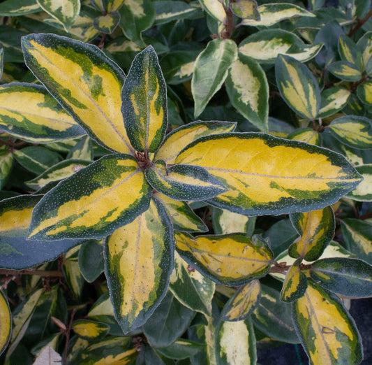 Close-up of Elaeagnus Maculata leaves, showcasing green edges and bright yellow centers with a symmetrical pattern typical of this stunning variegated shrub.