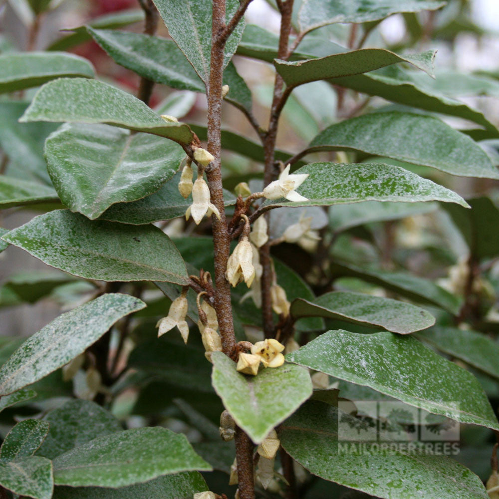 Close-up of an Elaeagnus x ebbingei plant featuring small, fragrant white flowers and lush evergreen leaves on a brown stem.