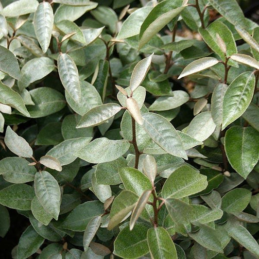 Close-up of Elaeagnus x ebbingei, highlighting dense, oval-shaped evergreen leaves with a subtle grayish tint.